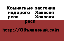 Комнатные растения недорого - Хакасия респ.  »    . Хакасия респ.